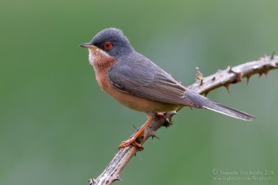 Moltoni's Warbler (Sylvia subalpina)