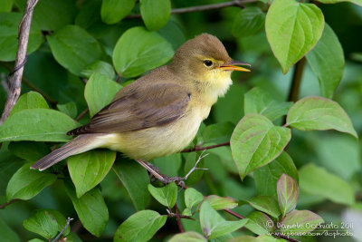 Melodious Warbler (Hippolais polyglotta)