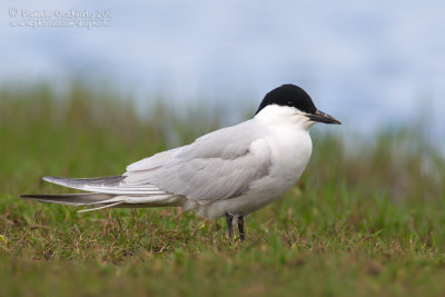 Gull-billed Tern (Sterna zampenere)