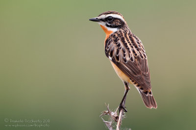 Whinchat (Saxicola rubetra)