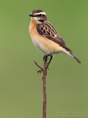 Whinchat (Saxicola rubetra)