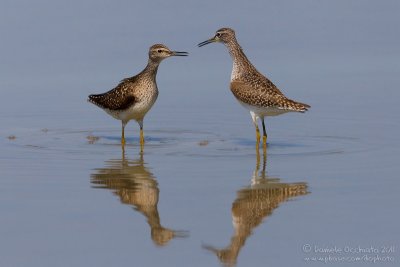 Wood Sandpiper (Tringa glareola)