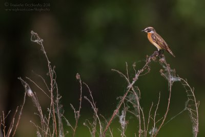 Whinchat (Saxicola rubetra)