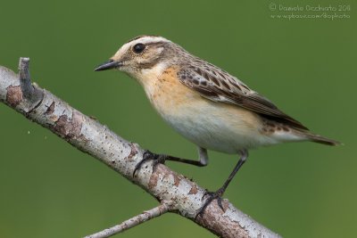 Whinchat (Saxicola rubetra)