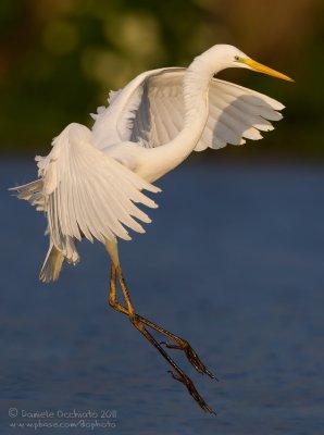 Great White Egret (Casmerodius albus)