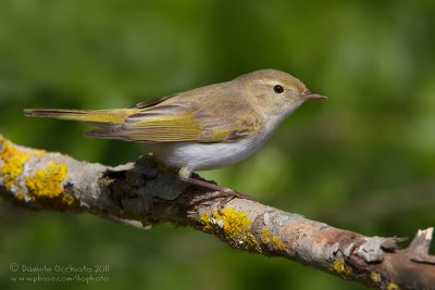 Western Bonelli's Warbler (Phylloscopus bonelli)