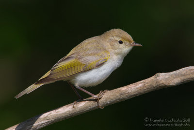 Western Bonelli's Warbler (Phylloscopus bonelli)