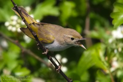 Western Bonelli's Warbler (Phylloscopus bonelli)