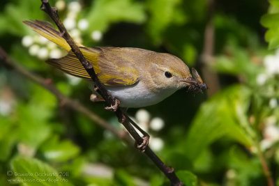 Western Bonelli's Warbler (Phylloscopus bonelli)