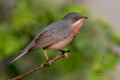 Moltoni's Warbler (Sylvia subalpina)