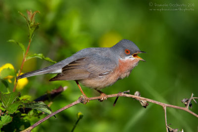 Moltoni's Warbler (Sylvia subalpina)