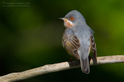 Moltoni's Warbler (Sylvia subalpina)