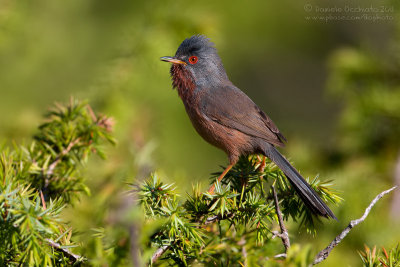 Dartford Warbler (Sylvia undata)