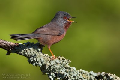 Dartford Warbler (Sylvia undata)