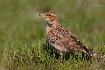 Bimaculated Lark (Melanocorypha bimaculata ssp rufescens)