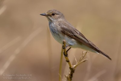 Spotted Flycatcher (Muscicapa striata)