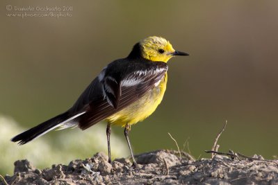 Citrine Wagtail (Motacilla citreola ssp calcarata)