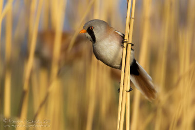 Bearded Tit (Panurus biarmicus ssp russicus)