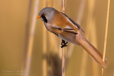 Bearded Tit (Panurus biarmicus ssp russicus)