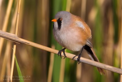 Bearded Tit (Panurus biarmicus ssp russicus)