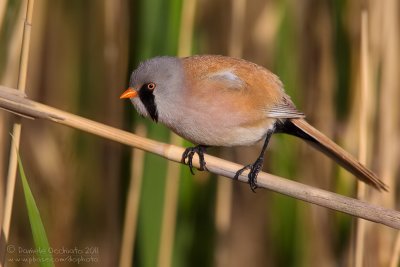 Bearded Tit (Panurus biarmicus ssp russicus)