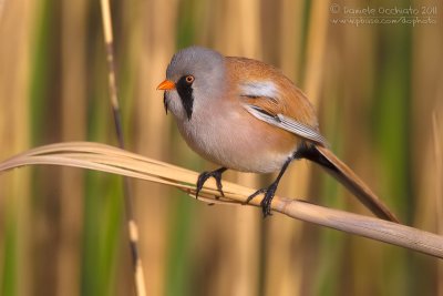 Bearded Tit (Panurus biarmicus ssp russicus)
