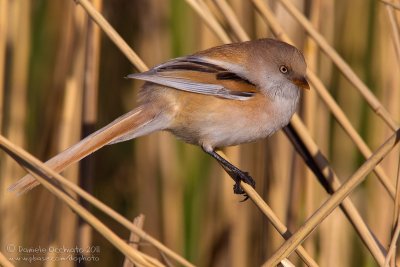 Bearded Tit (Panurus biarmicus ssp russicus)
