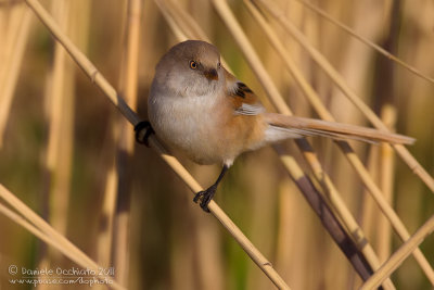 Bearded Tit (Panurus biarmicus ssp russicus)