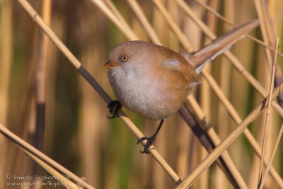 Bearded Tit (Panurus biarmicus ssp russicus)