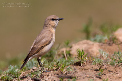 Isabelline Wheatear (Oenanthe isabellina)