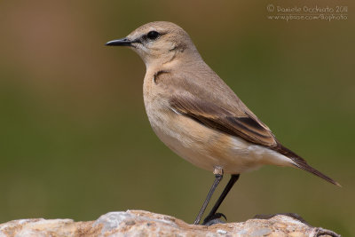 Isabelline Wheatear (Oenanthe isabellina)