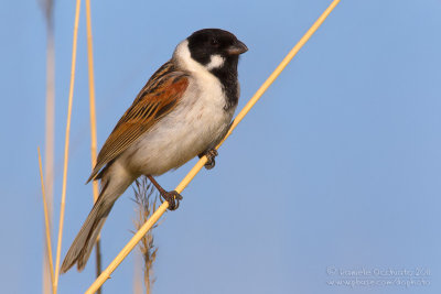 Reed Bunting (Emberiza schoeniclus ssp caspia)