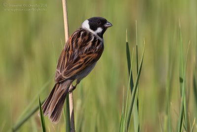 Reed Bunting (Emberiza schoeniclus ssp caspia)