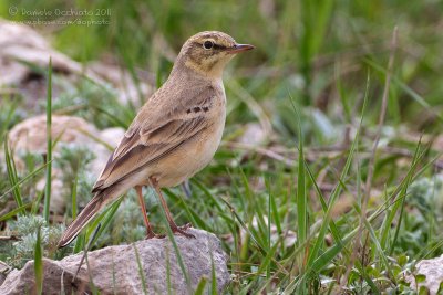 Tawny Pipit (Anthus campestris)