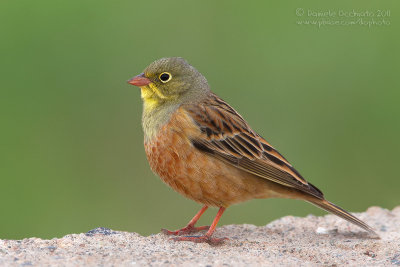 Ortolan Bunting (Emberiza hortulana)