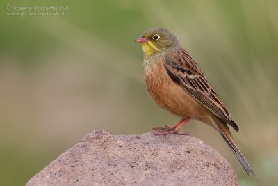 Ortolan Bunting (Emberiza hortulana)