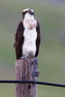 Osprey (Pandion haliaeetus)