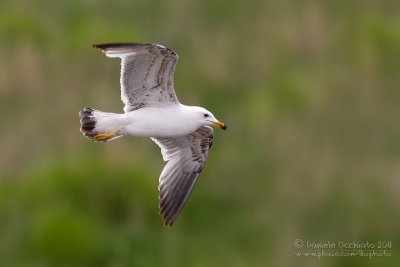 Armenian Gull (Larus armenicus)