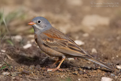 Grey-necked Bunting (Emberiza buchanani ssp cerrutii)