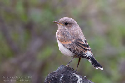 Isabelline Wheatear (Oenanthe isabellina)