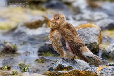 Eurasian Crimson-winged Finch (Rhodopechys alienus)