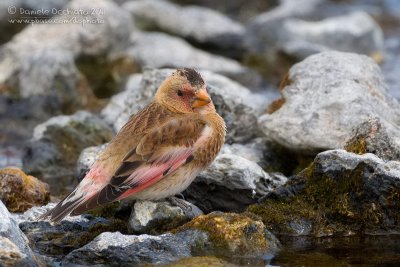 Eurasian Crimson-winged Finch (Rhodopechys alienus)