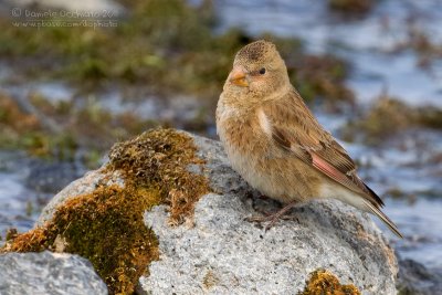 Eurasian Crimson-winged Finch (Rhodopechys alienus)