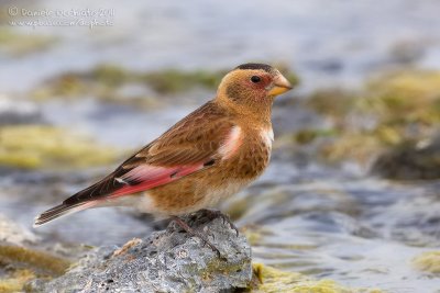 Eurasian Crimson-winged Finch (Rhodopechys alienus)