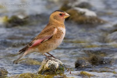 Eurasian Crimson-winged Finch (Rhodopechys alienus)