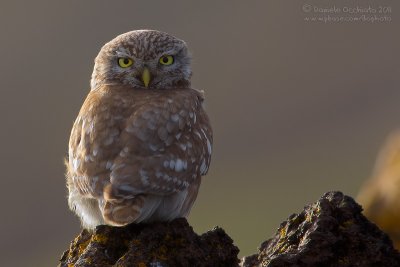 Little Owl (Athene noctua ssp indigena)