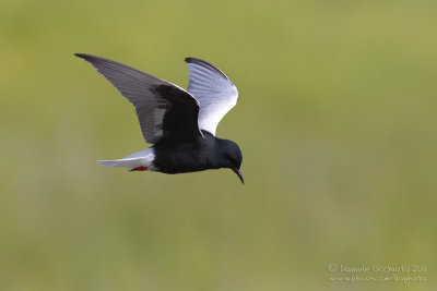 White-winged Tern (Chlidonias leucopterus)