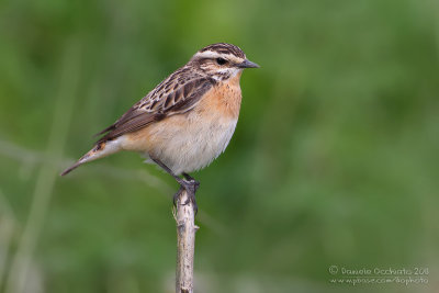 Whinchat (Saxicola rubetra)