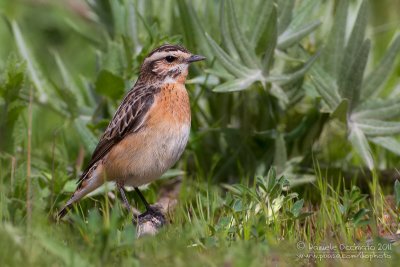 Whinchat (Saxicola rubetra)