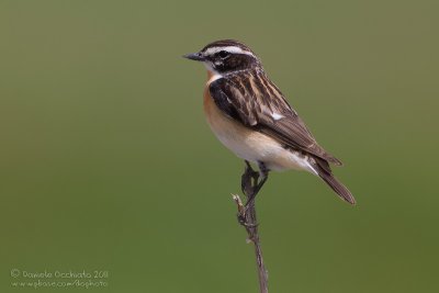 Whinchat (Saxicola rubetra)